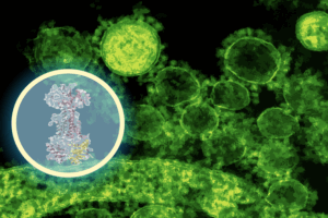 AI Helps Reveal How New Antibiotic Targets Gut Bacteria
