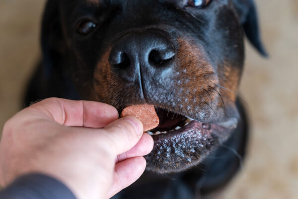 FDA Grants Emergency Approval for Elanco Drug Against Flesh-Eating Parasite Threat