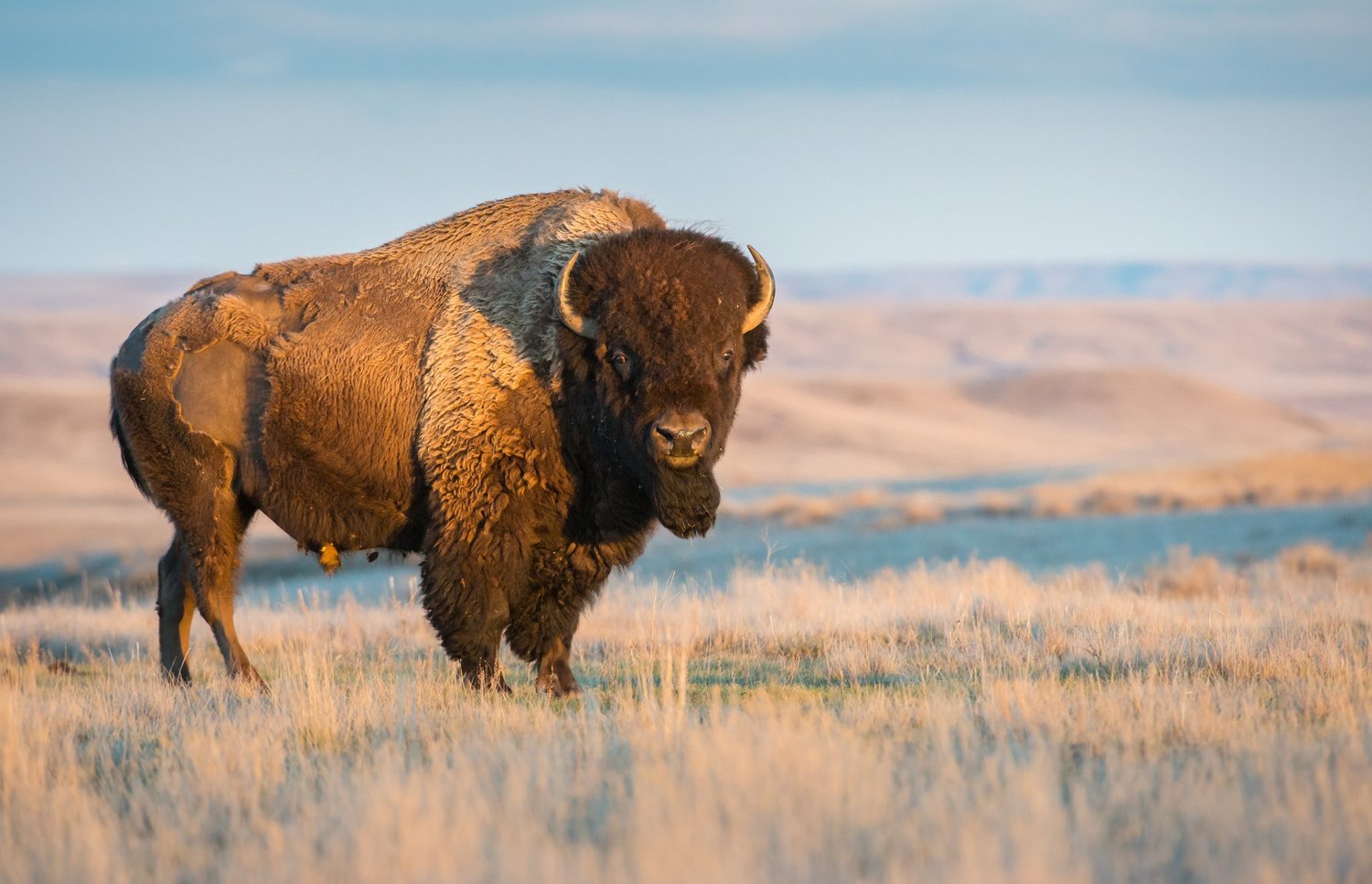 Montana's Blackfeet Nation Restores Bison for Health and Food Sovereignty