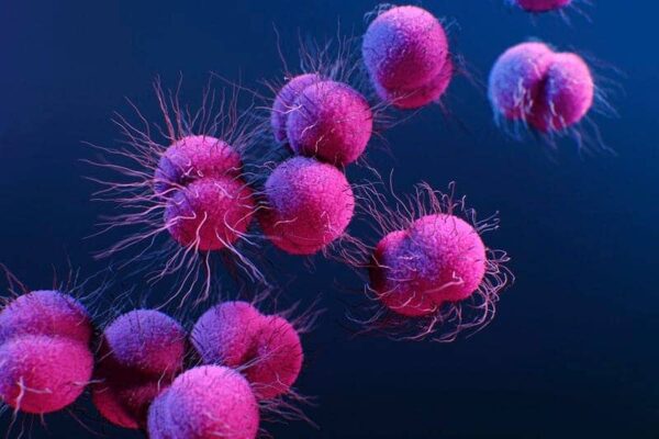 Nobel Prize Awarded for Discoveries in Immune Regulation