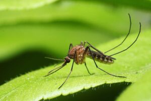 Mosquitoes found in Iceland for the first time following record-breaking heat, highlighting climate change impact.