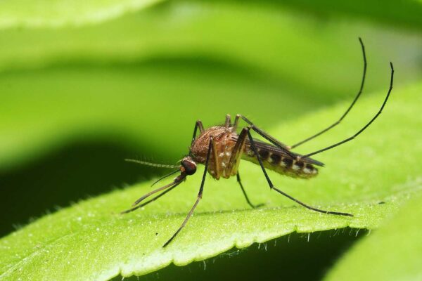 Mosquitoes found in Iceland for the first time following record-breaking heat, highlighting climate change impact.