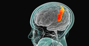 Stronger Muscles and Lower Belly Fat Linked to Slower Brain Aging, New Study Suggests