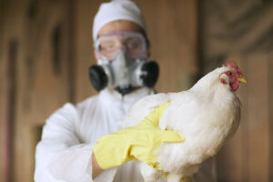 Washington Reports First Fatal Human H5N5 Bird Flu Case, Health Officials Issue Warning