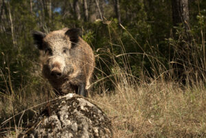 Spain Faces Rising Swine Fever Suspicions as Authorities Race to Protect Pork Exports