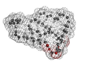 Breakthrough Discovery: Beige Fat Plays Critical Role in Regulating Blood Pressure