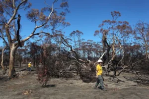 From Ashes to Paradise: How Kangaroo Island’s Remarkable Recovery is Redefining Eco-Tourism