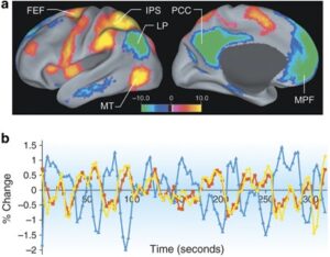 Rethinking ADHD: New Study Reveals Stimulants Target Reward Centers Over Attention