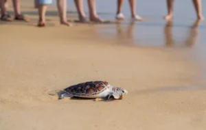 Anantara Resorts Marks Marine Conservation With Annual Turtle and Bamboo Shark Release in Phuket