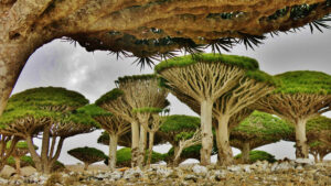 Hundreds of Tourists Stranded on Yemen’s Remote Socotra Island After Air Travel Halts