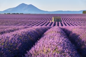 Provence Flower Festivals Inspire Scenic Perfume Road Trip Across South of France