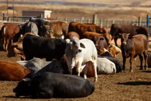 South Africa Unveils First Local Foot-and-Mouth Vaccine in Two Decades Amid Major Outbreak