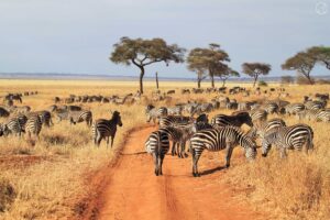 Tarangire National Park Emerges as a Quiet, Wildlife-Rich Alternative to Serengeti Safaris