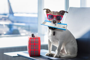 Traveling with Pets in 2026: New Regulations and Tech Tools for Cat and Dog Owners