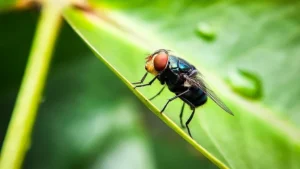 USDA Plans Texas Fly Production Plant by End of 2027 to Combat Screwworm Threat