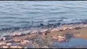 Makhachkala Flooding Leaves Over 300,000 Without Power as Russia Declares Emergency