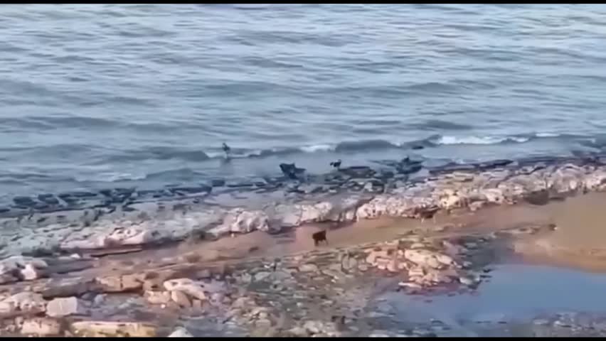 Makhachkala Flooding Leaves Over 300,000 Without Power as Russia Declares Emergency