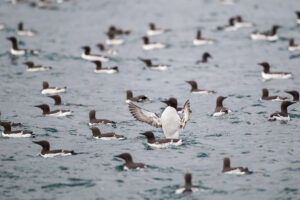 Massive Seabird Die-Off Along European Coasts Sparks Urgent Environmental Concerns