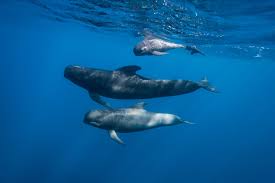 Innovative Study Reveals How Marine Mammals Use Magnetic Fields for Migration