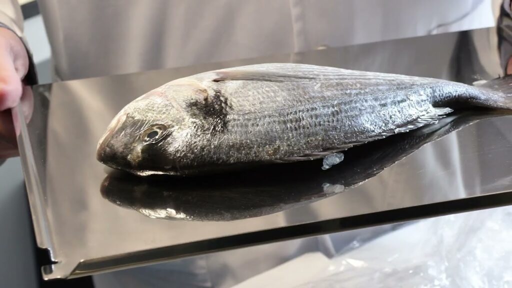 Revolutionary Bio-Material Developed to Combat Global Blindness Using Fish Scales