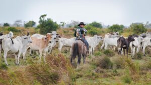 The Serengeti of South America: Discovering the Untouched Wilderness of Los Llanos