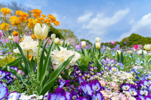 Weather Anomalies Spark Rare Spring Flower Bloom Across England