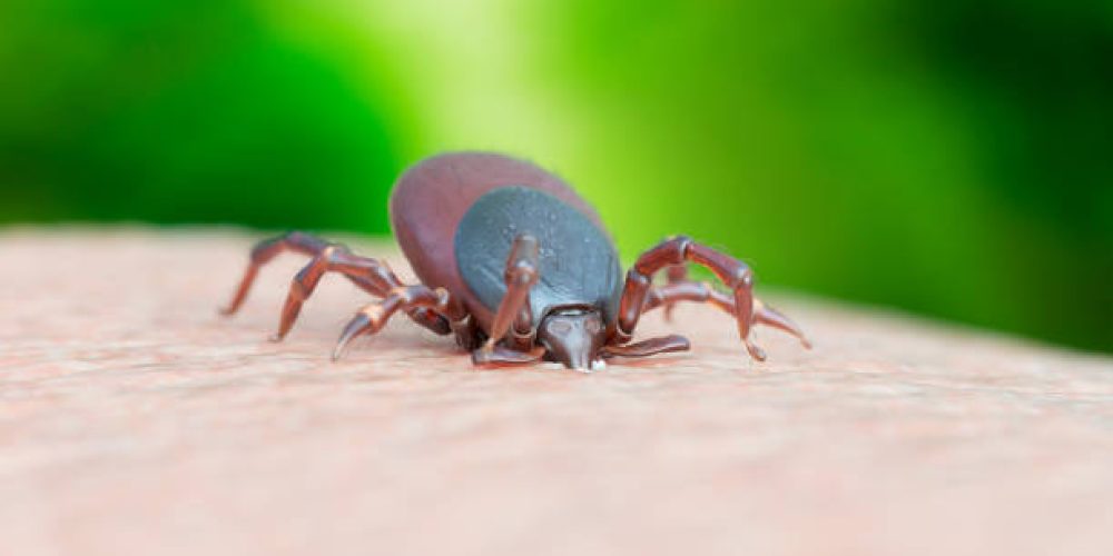 Tick-Bite Nightmare: First Reported Death Linked to Severe Alpha-Gal Meat Allergy