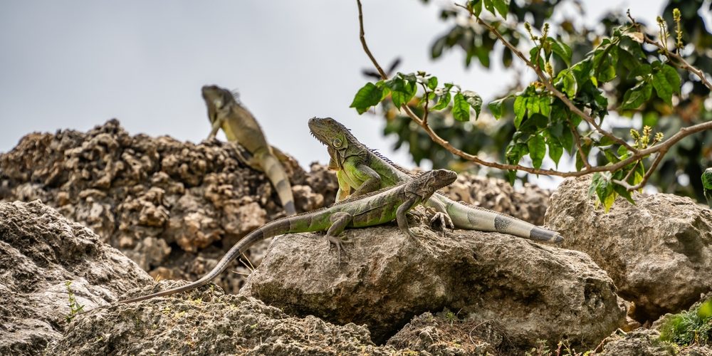 Florida Authorities Cull Invasive Iguanas Following Major Cold Snap