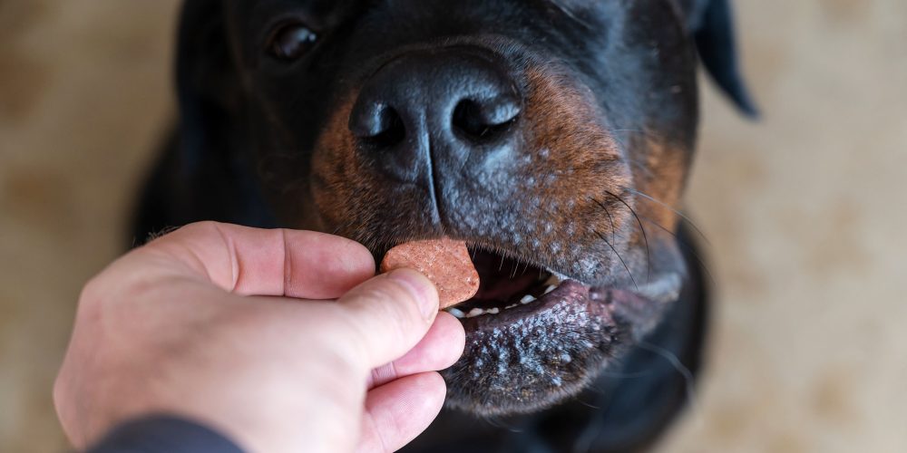 FDA Grants Emergency Approval for Elanco Drug Against Flesh-Eating Parasite Threat