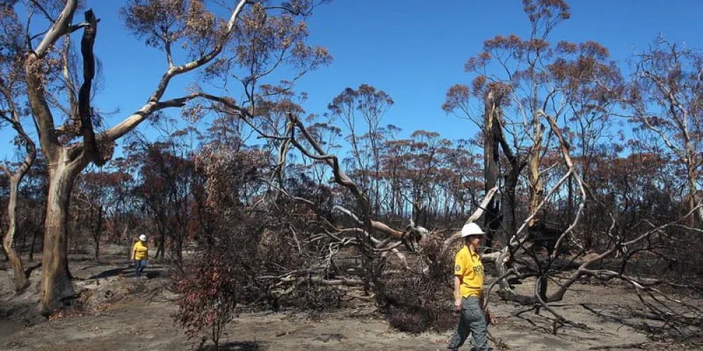 From Ashes to Paradise: How Kangaroo Island’s Remarkable Recovery is Redefining Eco-Tourism