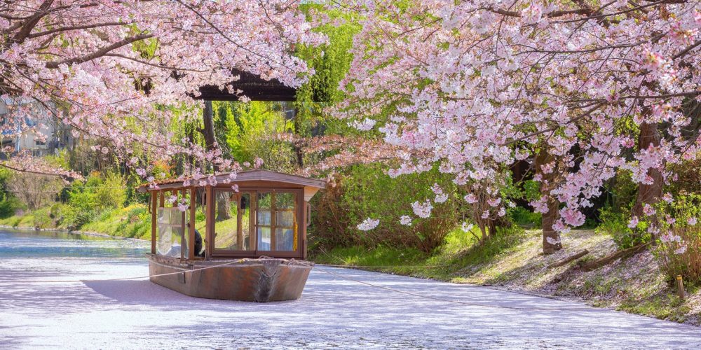 Japan Cherry Blossom Season 2026: Why This Year Is Surprisingly Affordable for Travelers