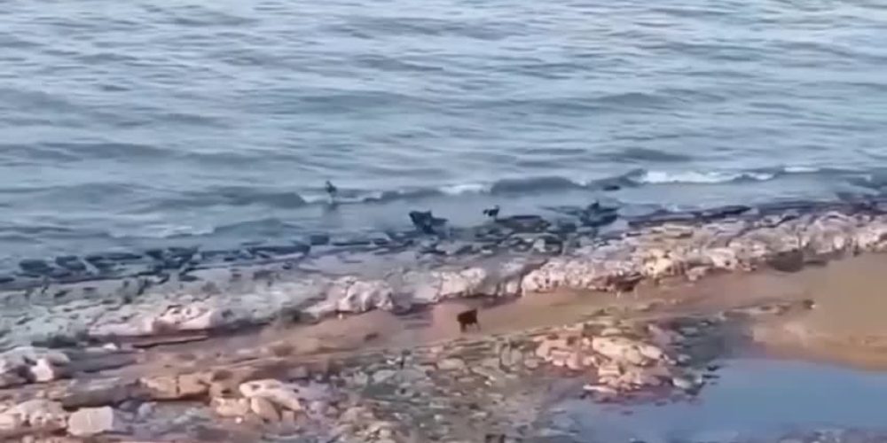 Makhachkala Flooding Leaves Over 300,000 Without Power as Russia Declares Emergency