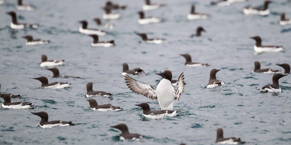 Massive Seabird Die-Off Along European Coasts Sparks Urgent Environmental Concerns