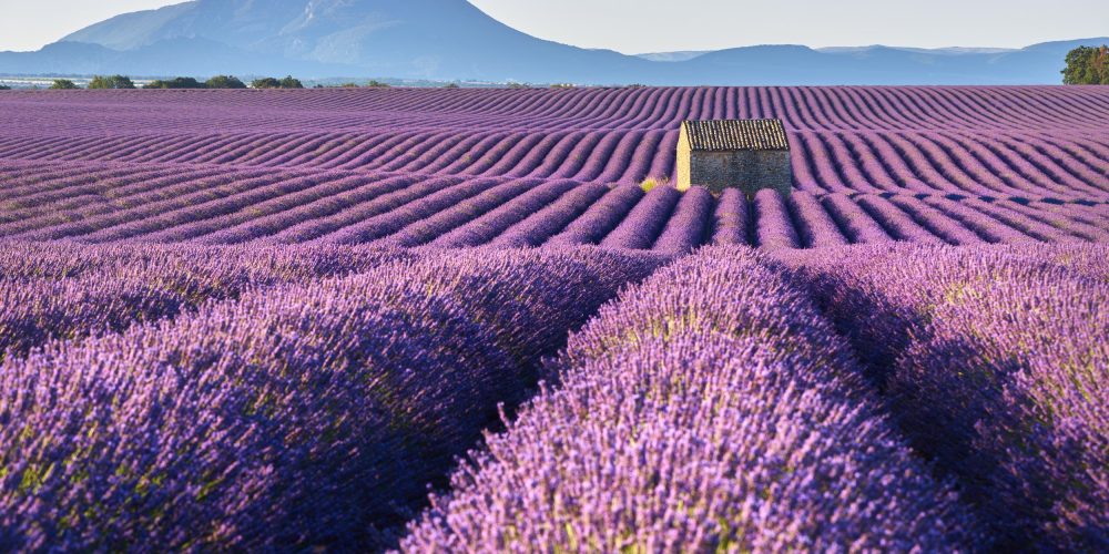Provence Flower Festivals Inspire Scenic Perfume Road Trip Across South of France