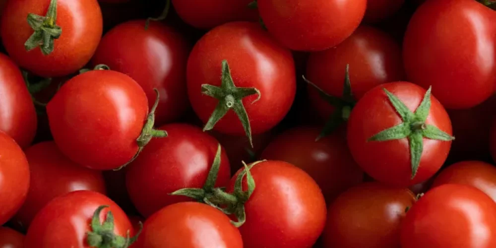 Sicilian Tomatoes Suspected as Source of Major Salmonella Outbreak Across Europe