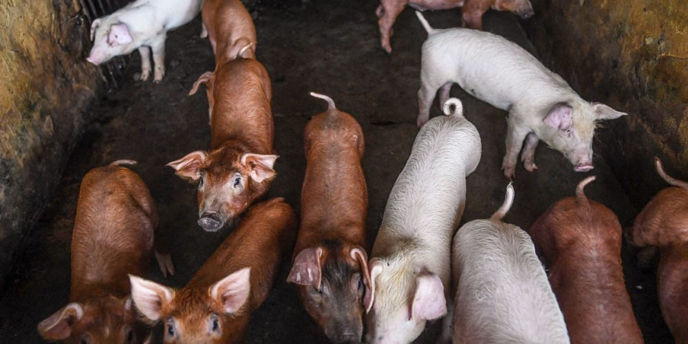 South Korea Heightens Disease Alert After New African Swine Fever Outbreak