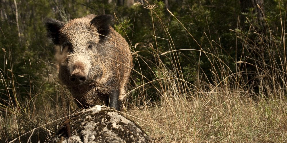 Spain Faces Rising Swine Fever Suspicions as Authorities Race to Protect Pork Exports