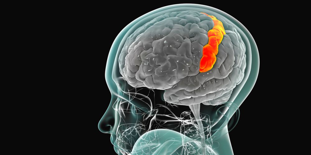 Stronger Muscles and Lower Belly Fat Linked to Slower Brain Aging, New Study Suggests