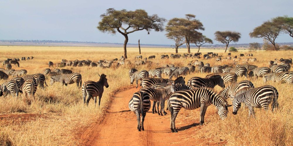 Tarangire National Park Emerges as a Quiet, Wildlife-Rich Alternative to Serengeti Safaris