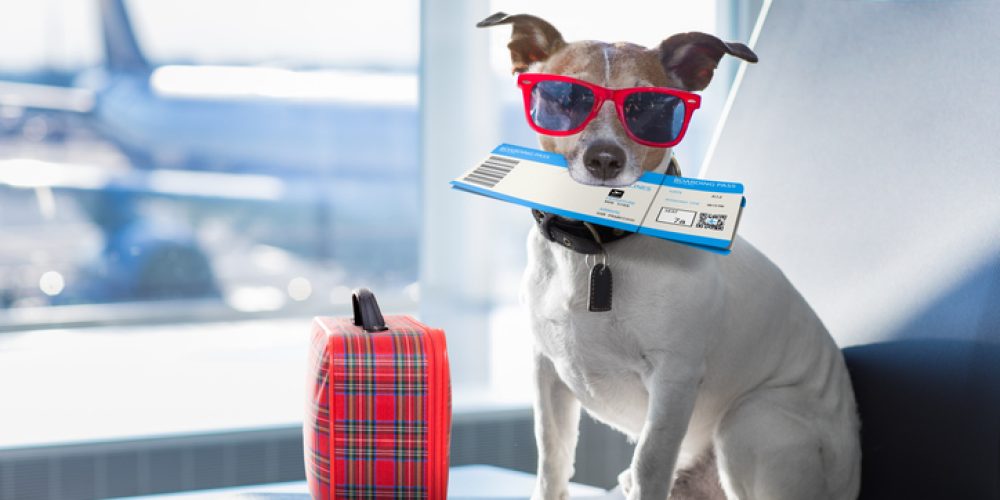 Traveling with Pets in 2026: New Regulations and Tech Tools for Cat and Dog Owners