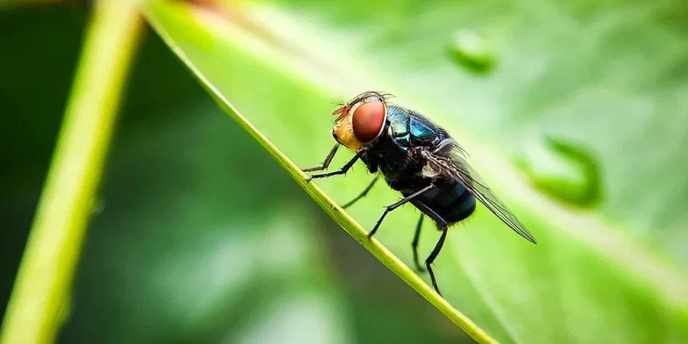 USDA Plans Texas Fly Production Plant by End of 2027 to Combat Screwworm Threat