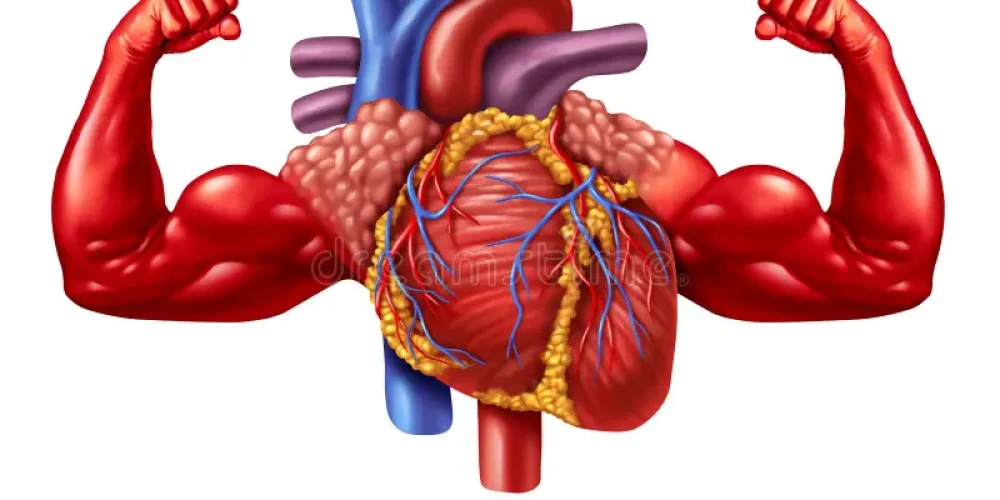 Ultra-Processed Foods Linked to Rapid Decline in Muscle Health