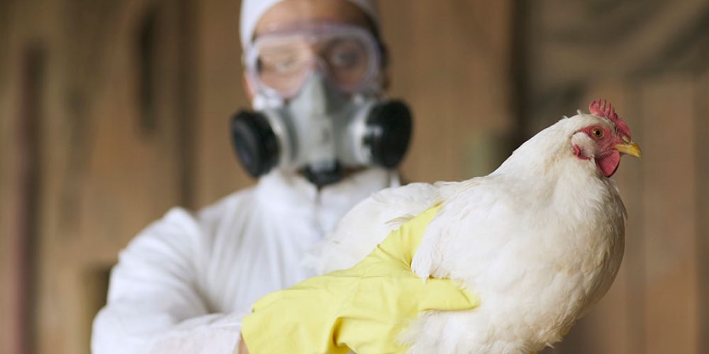 Washington Reports First Fatal Human H5N5 Bird Flu Case, Health Officials Issue Warning