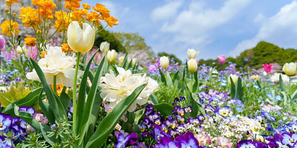 Weather Anomalies Spark Rare Spring Flower Bloom Across England