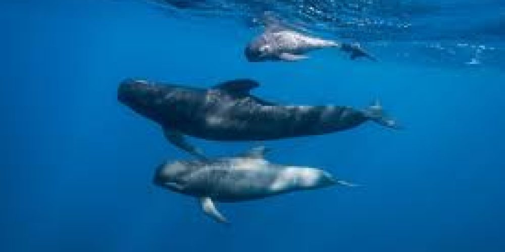 Innovative Study Reveals How Marine Mammals Use Magnetic Fields for Migration