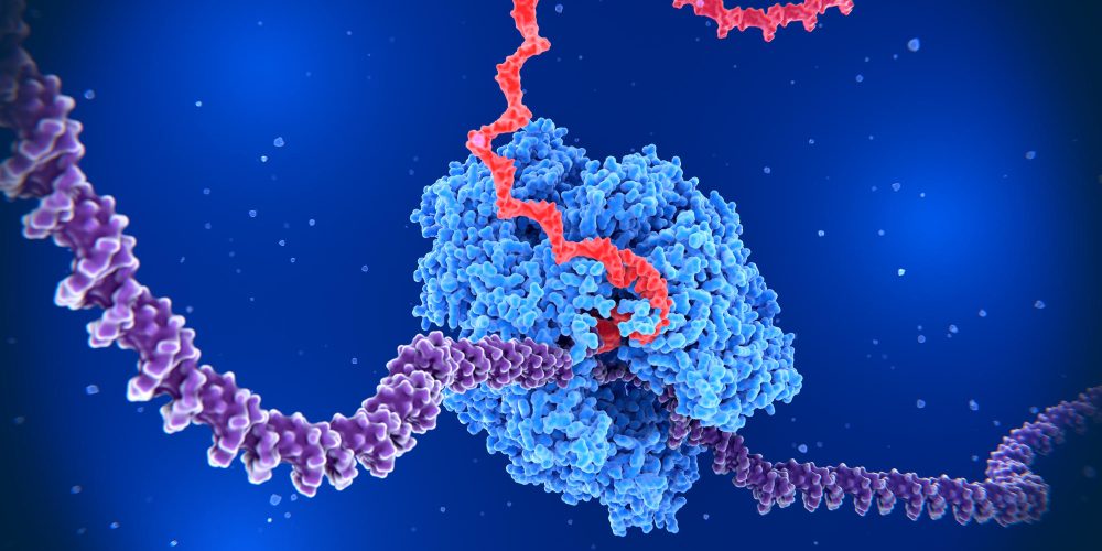 mRNA COVID vaccines may boost the effectiveness of immunotherapy cancer drugs, research suggests