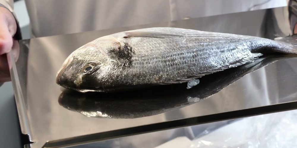 Revolutionary Bio-Material Developed to Combat Global Blindness Using Fish Scales