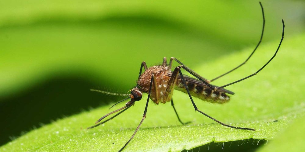 Mosquitoes found in Iceland for the first time following record-breaking heat, highlighting climate change impact.