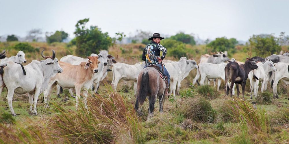 The Serengeti of South America: Discovering the Untouched Wilderness of Los Llanos
